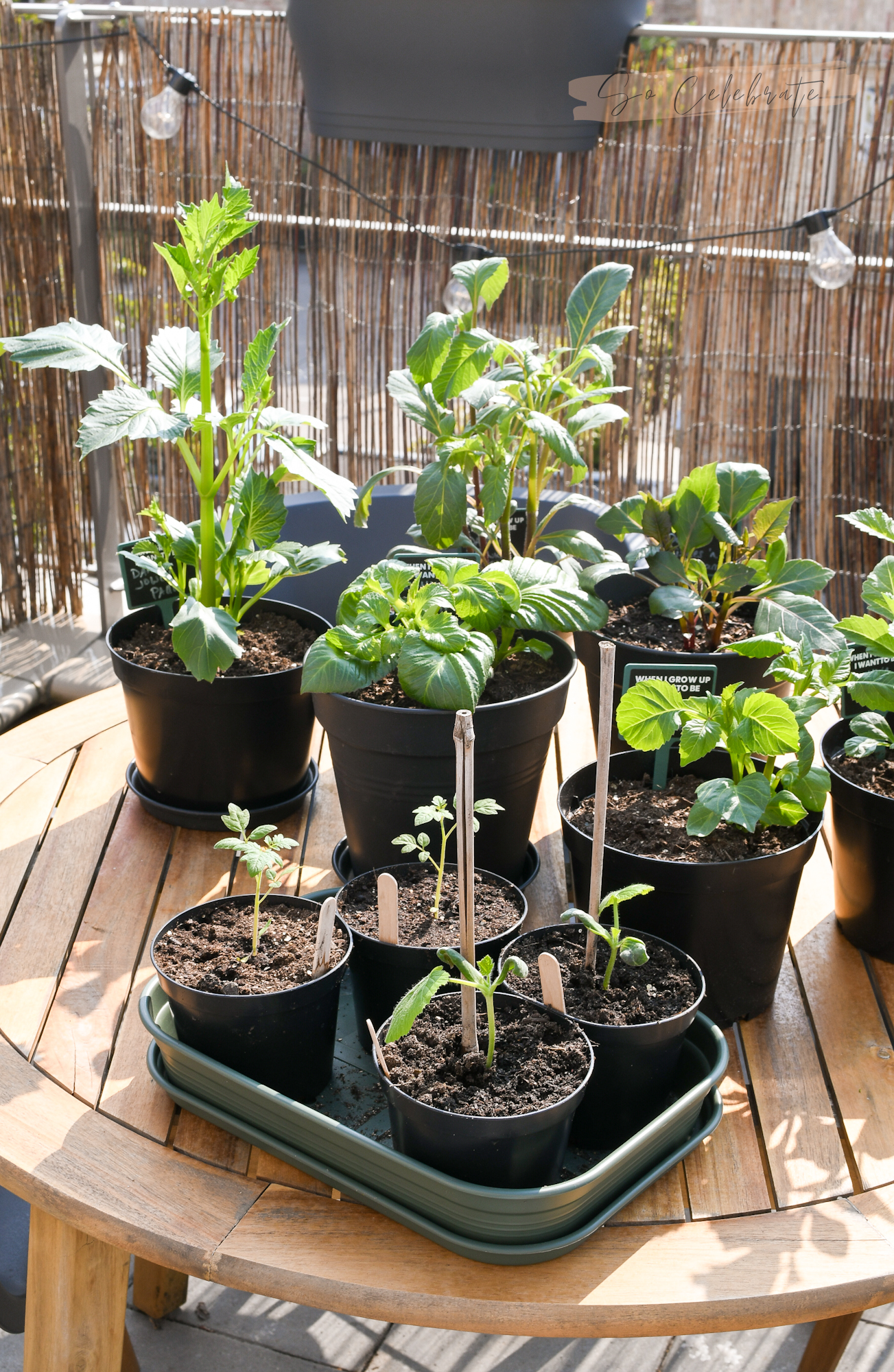 bewijs maak het plat Lelie Moestuin in kleine tuin of op balkon: zo kweek je véél groente & fruit!