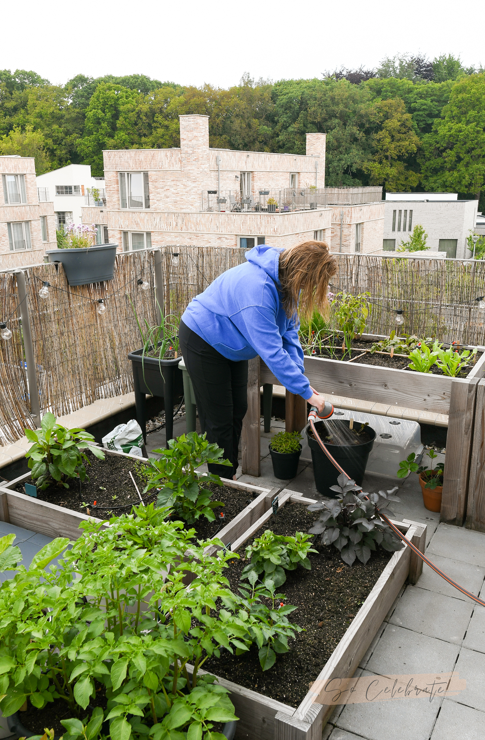 Chip Scenario leiderschap Moestuin in kleine tuin of op balkon: zo kweek je véél groente & fruit!