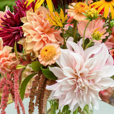 Dahlia’s verzorgen | tips voor veel mooie bloemen